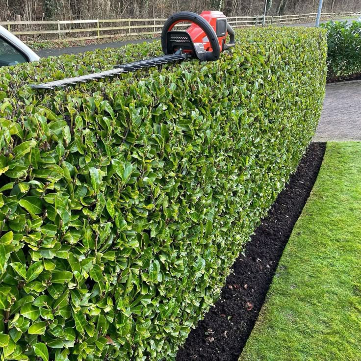 Hedge Maintenance